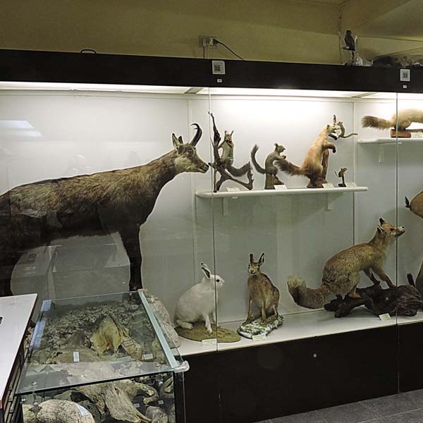 Lovere (BG), Museo Civico di Scienze Naturali “Alessio Amighetti”