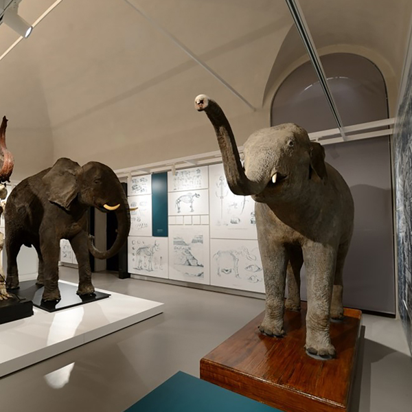 Sistema Museale di Ateneo di Pavia: Kosmos - Museo di storia naturale