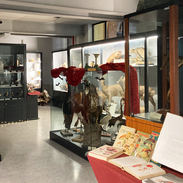 Civico museo di scienze naturali orlandi a Voghera