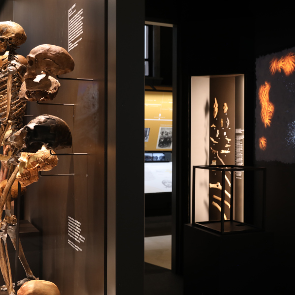 Museo di Storia Naturale a Milano