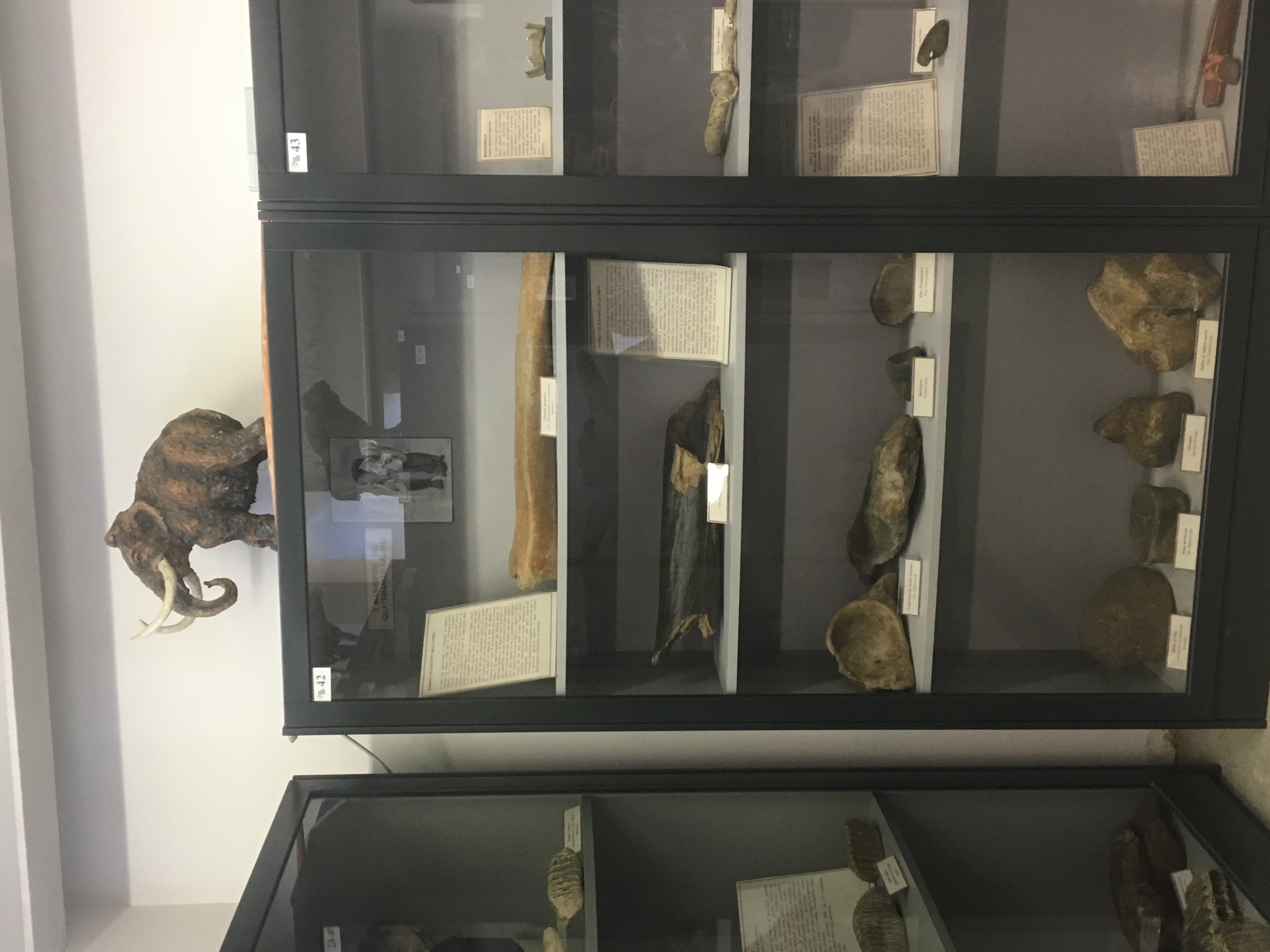 museo scienze naturali voghera 3