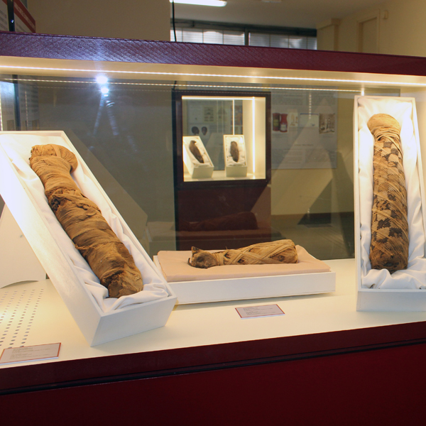 Brescia, Museo Civico di Scienze Naturali