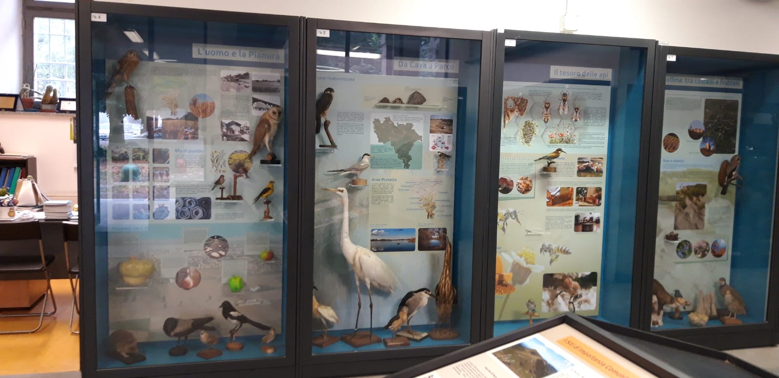 museo scienze naturali voghera 4