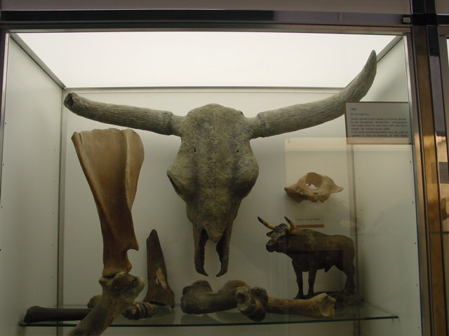 museo naturalistico stradella 1