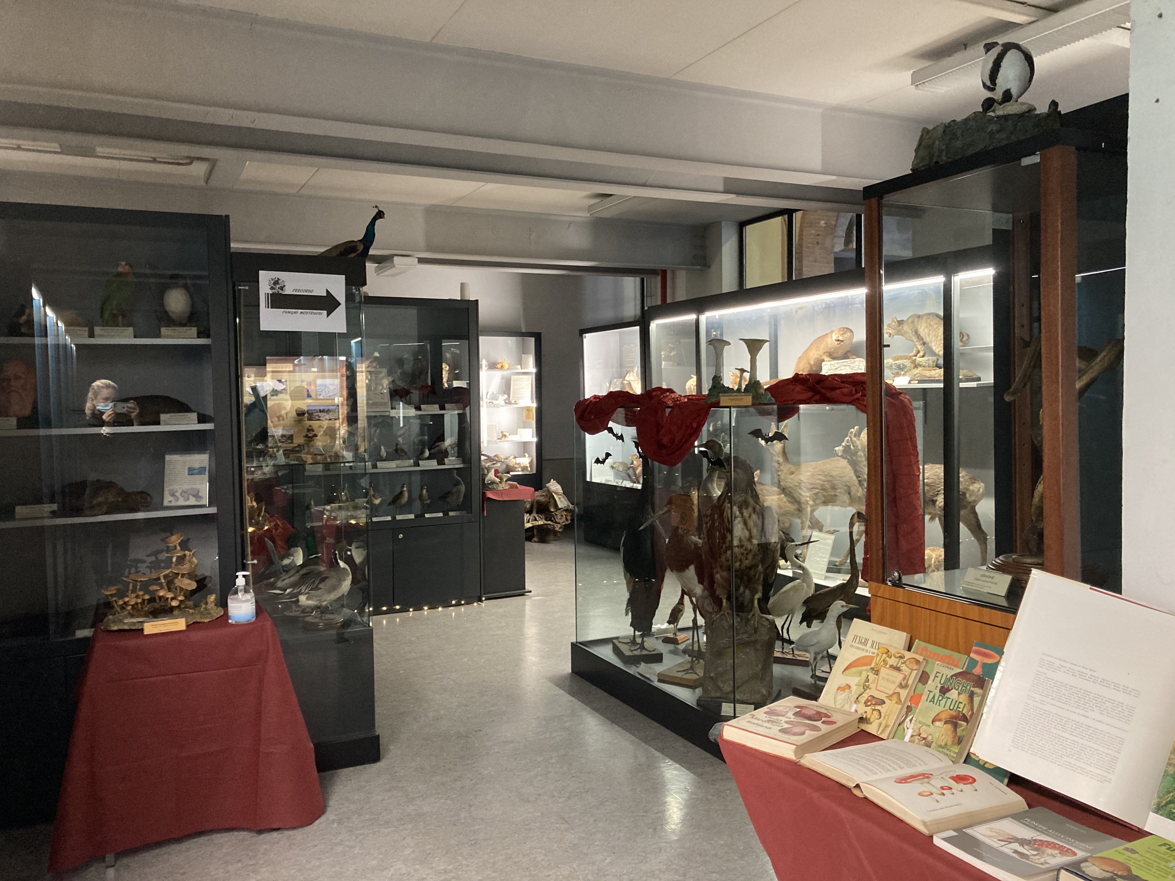 museo scienze naturali voghera 2