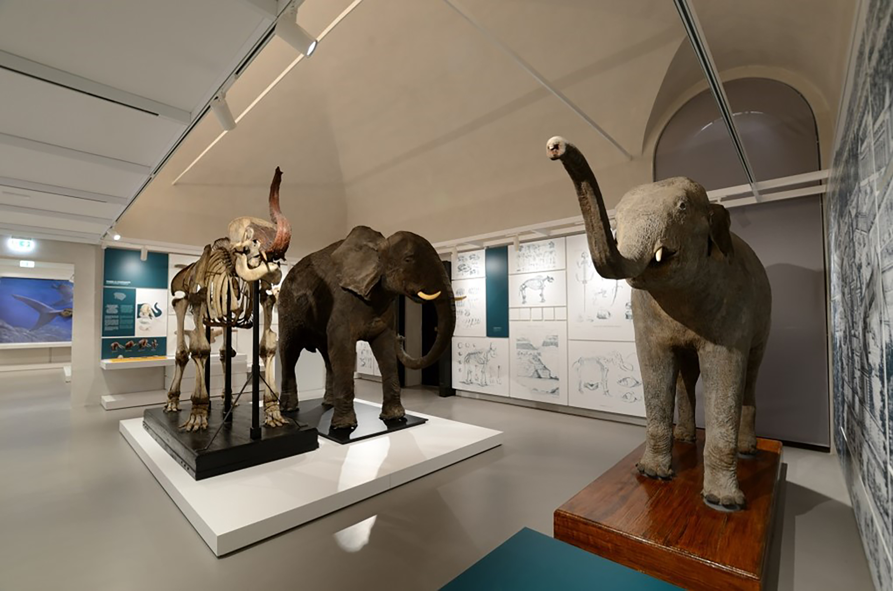 sistema museale ateneo pavia kosmos 3
