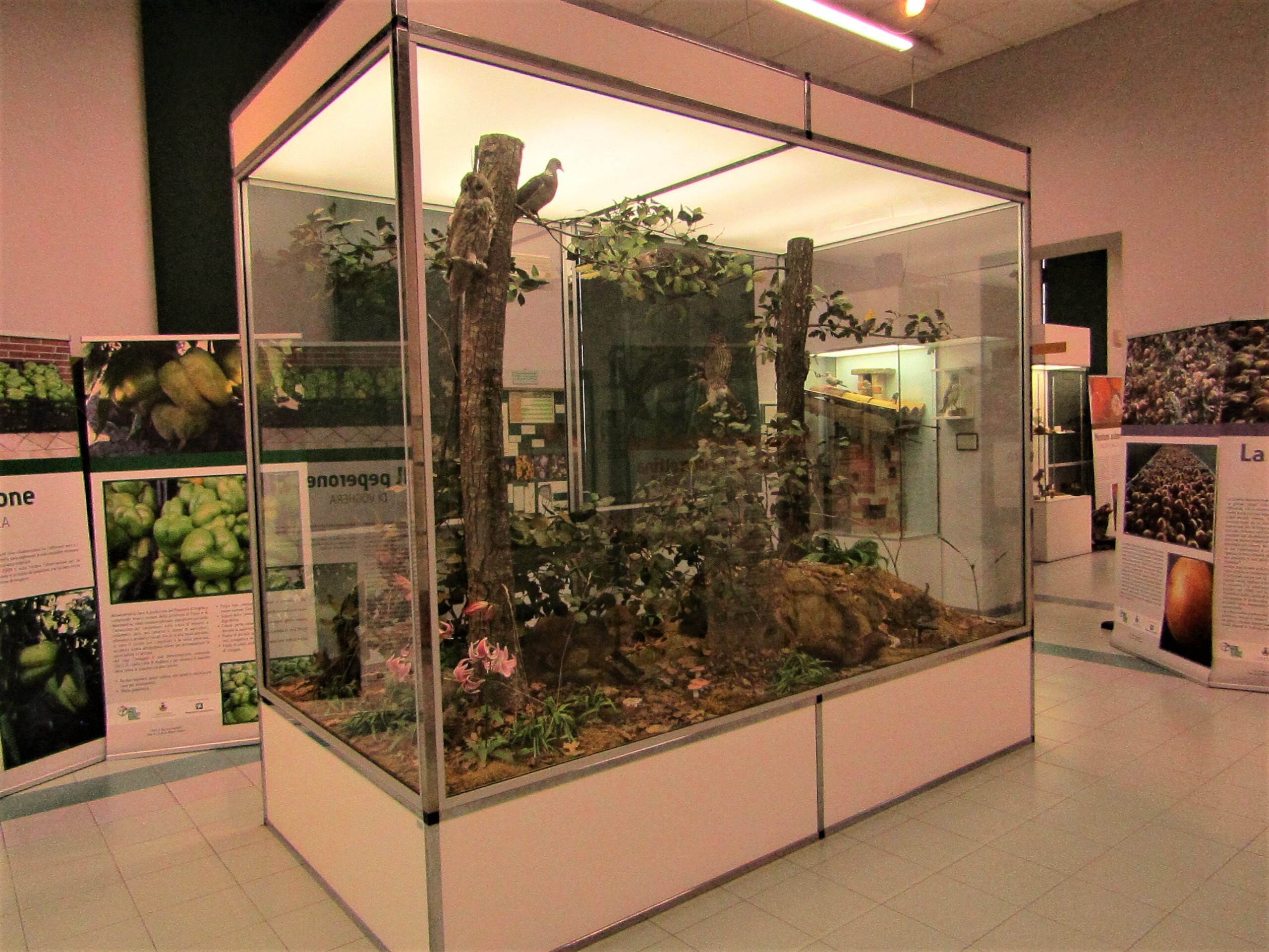 museo naturalistico stradella 4