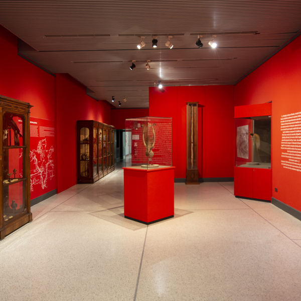 Museo di storia naturale di Cremona