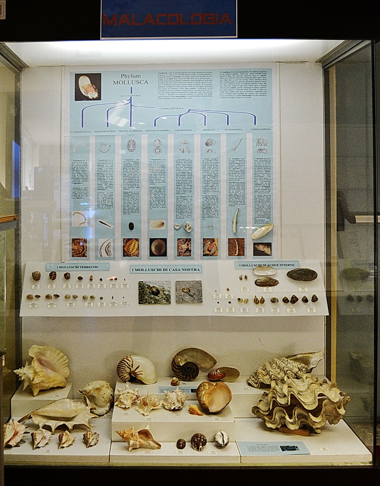 malacologia