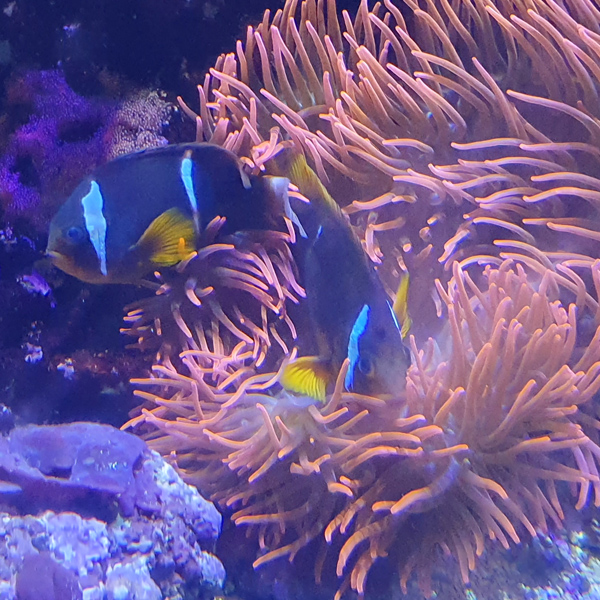 Acquario e Civica Stazione Idrobiologica a Milano