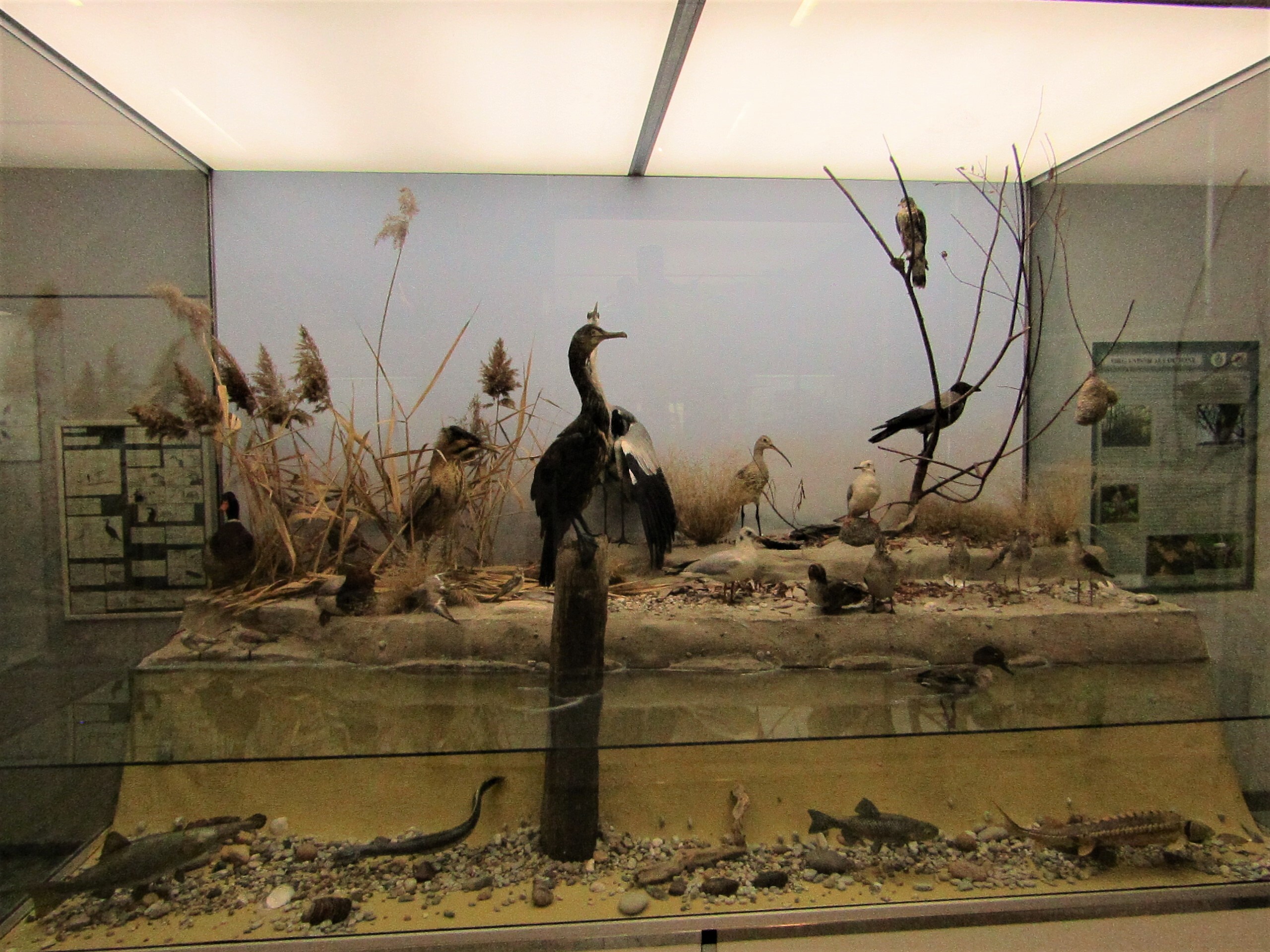 museo naturalistico stradella 3