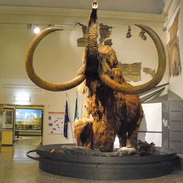 Museo Civico di Scienze Naturali “Enrico Caffi”